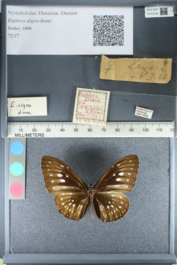Media type: image;   Entomology 161245
